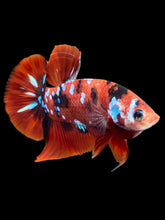 Load image into Gallery viewer, Male Halfmoon Plakat - Red Galaxy #309 - Live Betta Fish
