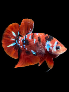 Male Halfmoon Plakat - Red Galaxy #309 - Live Betta Fish