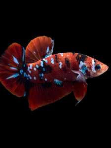 Male Halfmoon Plakat - Red Galaxy #309 - Live Betta Fish