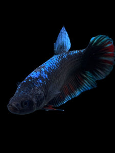 GIANT Female Halfmoon Plakat - Blue Black #310 Live Betta Fish