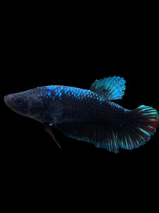 GIANT Female Halfmoon Plakat - Blue Black #310 Live Betta Fish