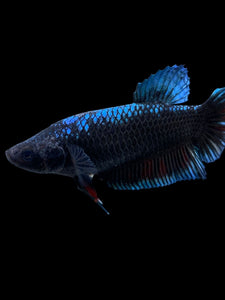 GIANT Female Halfmoon Plakat - Blue Black #310 Live Betta Fish