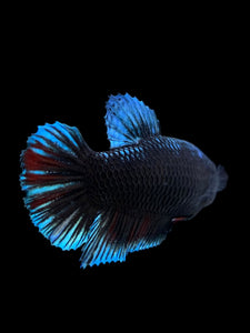 GIANT Female Halfmoon Plakat - Blue Black #310 Live Betta Fish