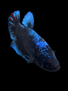 GIANT Female Halfmoon Plakat - Blue Black #310 Live Betta Fish