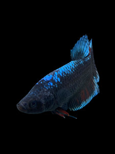 GIANT Female Halfmoon Plakat - Blue Black #310 Live Betta Fish