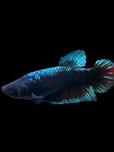 GIANT Female Halfmoon Plakat - Blue Black #310 Live Betta Fish