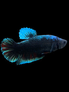 GIANT Female Halfmoon Plakat - Blue Black #310 Live Betta Fish