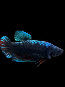 GIANT Female Halfmoon Plakat - Blue Black #310 Live Betta Fish