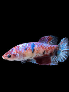 GIANT Female Halfmoon Plakat - Galaxy #311 Live Betta Fish