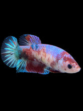 Load image into Gallery viewer, GIANT Female Halfmoon Plakat - Galaxy #311 Live Betta Fish
