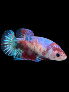 GIANT Female Halfmoon Plakat - Galaxy #311 Live Betta Fish