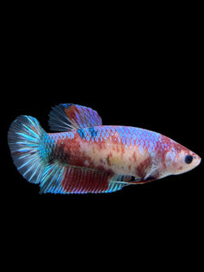 GIANT Female Halfmoon Plakat - Galaxy #311 Live Betta Fish