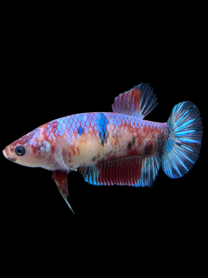 GIANT Female Halfmoon Plakat - Galaxy #311 Live Betta Fish