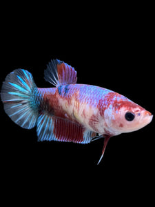 GIANT Female Halfmoon Plakat - Galaxy #311 Live Betta Fish