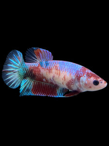 GIANT Female Halfmoon Plakat - Galaxy #311 Live Betta Fish