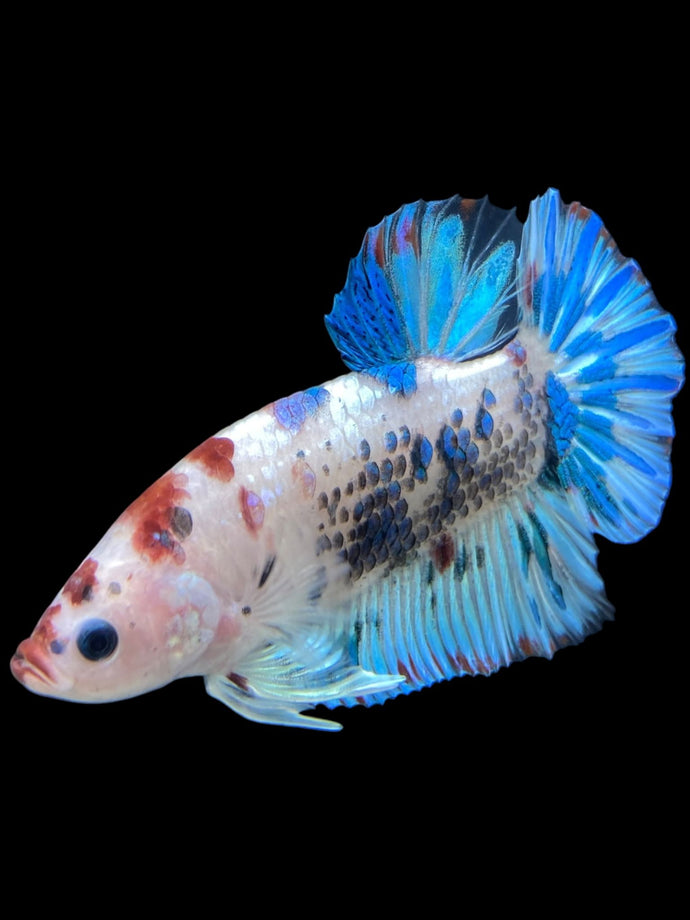 GIANT Male Halfmoon Plakat - Aqua #312 - Live Betta Fish