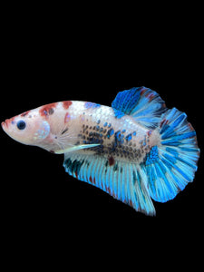 GIANT Male Halfmoon Plakat - Aqua #312 - Live Betta Fish