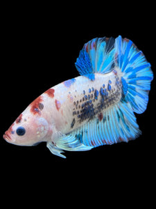 GIANT Male Halfmoon Plakat - Aqua #312 - Live Betta Fish