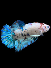 Load image into Gallery viewer, GIANT Male Halfmoon Plakat - Aqua #312 - Live Betta Fish
