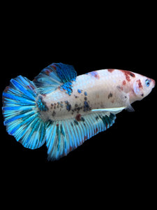 GIANT Male Halfmoon Plakat - Aqua #312 - Live Betta Fish