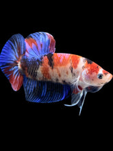 Load image into Gallery viewer, GIANT Male Halfmoon Plakat - Galaxy #313 - Live Betta Fish
