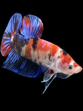 Load image into Gallery viewer, GIANT Male Halfmoon Plakat - Galaxy #313 - Live Betta Fish
