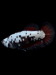 Female Halfmoon Plakat - Red Devil Samurai #313 - Live Betta Fish