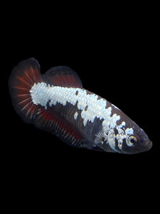 Female Halfmoon Plakat - Red Devil Samurai #313 - Live Betta Fish