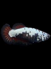 Load image into Gallery viewer, Female Halfmoon Plakat - Red Devil Samurai #313 - Live Betta Fish
