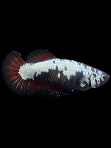 Female Halfmoon Plakat - Red Devil Samurai #313 - Live Betta Fish