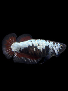 Female Halfmoon Plakat - Red Devil Samurai #313 - Live Betta Fish