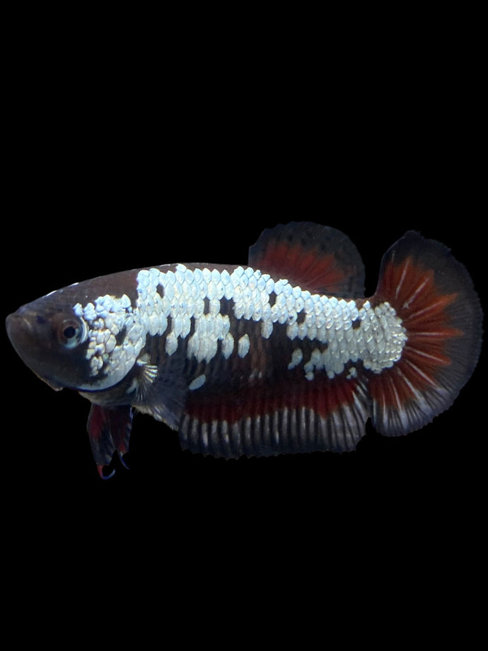 Female Halfmoon Plakat - Red Devil Samurai #313 - Live Betta Fish