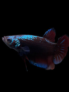 GIANT Male Halfmoon Plakat - Red Devil Blue Samurai #314 - Live Betta Fish