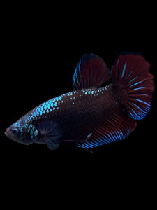 GIANT Male Halfmoon Plakat - Red Devil Blue Samurai #314 - Live Betta Fish