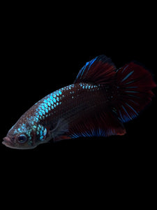 GIANT Male Halfmoon Plakat - Red Devil Blue Samurai #314 - Live Betta Fish