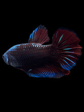 Load image into Gallery viewer, GIANT Male Halfmoon Plakat - Red Devil Blue Samurai #314 - Live Betta Fish
