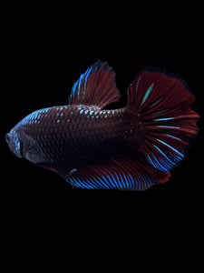 GIANT Male Halfmoon Plakat - Red Devil Blue Samurai #314 - Live Betta Fish