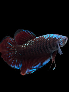 GIANT Male Halfmoon Plakat - Red Devil Blue Samurai #314 - Live Betta Fish