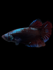 GIANT Male Halfmoon Plakat - Red Devil Blue Samurai #314 - Live Betta Fish