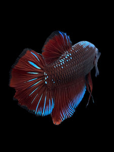 GIANT Male Halfmoon Plakat - Red Devil Blue Samurai #314 - Live Betta Fish