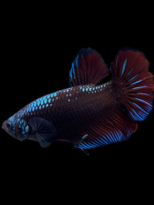 GIANT Male Halfmoon Plakat - Red Devil Blue Samurai #314 - Live Betta Fish