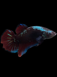 GIANT Male Halfmoon Plakat - Red Devil Blue Samurai #314 - Live Betta Fish