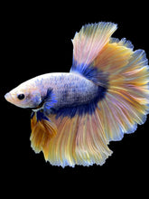 Load image into Gallery viewer, Male Rosetail - Two Tone #315 - Live Betta Fish
