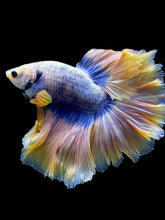 Load image into Gallery viewer, Male Rosetail - Two Tone #315 - Live Betta Fish
