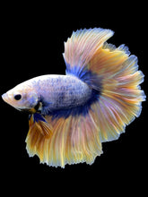 Load image into Gallery viewer, Male Rosetail - Two Tone #315 - Live Betta Fish
