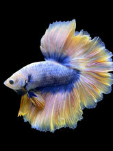 Load image into Gallery viewer, Male Rosetail - Two Tone #315 - Live Betta Fish
