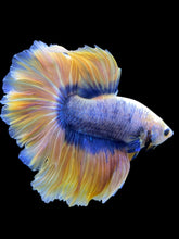 Load image into Gallery viewer, Male Rosetail - Two Tone #315 - Live Betta Fish
