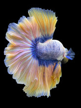 Load image into Gallery viewer, Male Rosetail - Two Tone #315 - Live Betta Fish
