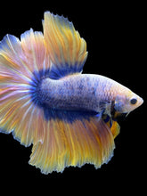 Load image into Gallery viewer, Male Rosetail - Two Tone #315 - Live Betta Fish
