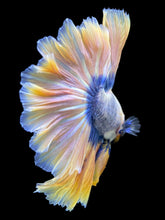 Load image into Gallery viewer, Male Rosetail - Two Tone #315 - Live Betta Fish
